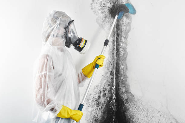 Best HVAC Mold Inspection and Cleaning  in Concord, AL