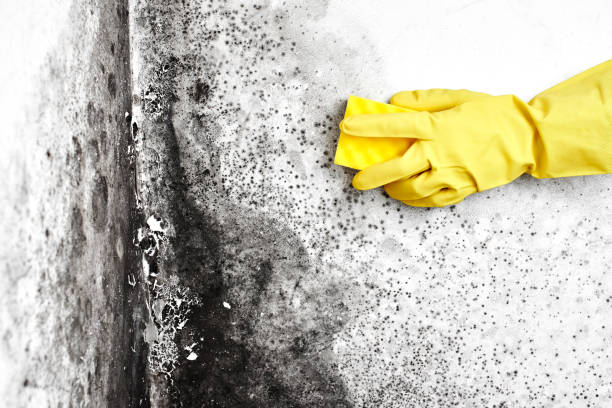 Biohazard Mold Removal in Concord, AL