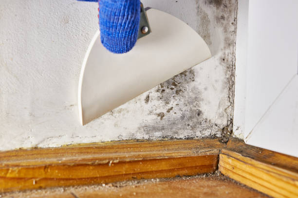  Concord, AL Mold Removal Pros